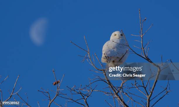 snowy and moon - ptarmigan stock pictures, royalty-free photos & images