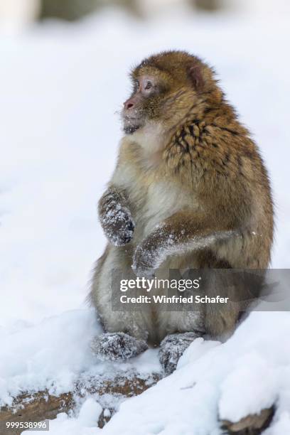 barbary macaque (macaca sylvanus), adult, in the snow, captive, rhineland-palatinate, germany - the captive film 2014 stock-fotos und bilder