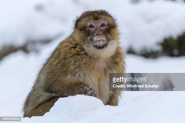 barbary macaque (macaca sylvanus), adult, in the snow, captive, rhineland-palatinate, germany - the captive film 2014 stock-fotos und bilder