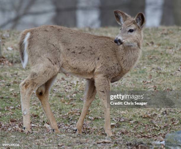 white tail fawn - white tail buck bildbanksfoton och bilder