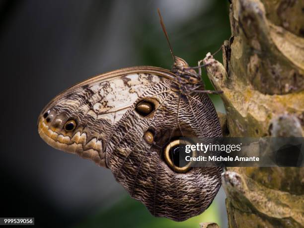 Caligo Language Caligo Photos and Premium High Res Pictures - Getty Images