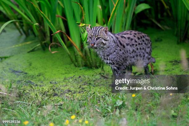 fishing cat (prionailurus viverrinus), adult, at the water, hunting, native to asia, captive, england, united kingdom - the captive film 2014 stock-fotos und bilder