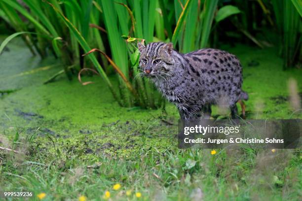 fishing cat (prionailurus viverrinus), adult, at the water, hunting, native to asia, captive, england, united kingdom - rietkraag stockfoto's en -beelden