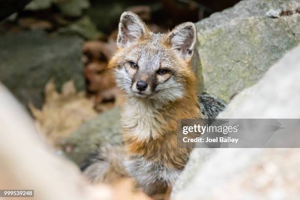 gray fox vixen guarding kits - vuxen stock-fotos und bilder