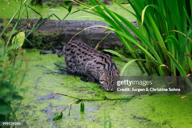 fishing cat (prionailurus viverrinus), adult, at the water, hunting, native to asia, captive, england, united kingdom - rietkraag stockfoto's en -beelden