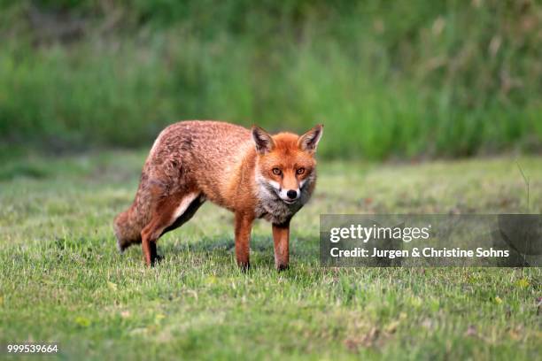 red fox (vulpes vulpes), adult, surrey, england, united kingdom - jurgen stock pictures, royalty-free photos & images