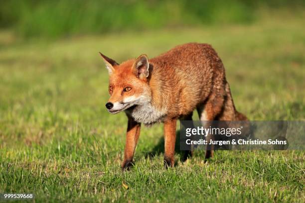 red fox (vulpes vulpes), adult, alert, surrey, england, united kingdom - jurgen stock pictures, royalty-free photos & images