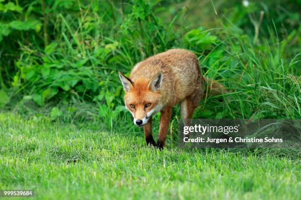 red fox (vulpes vulpes), adult, surrey, england, united kingdom - jurgen stock pictures, royalty-free photos & images