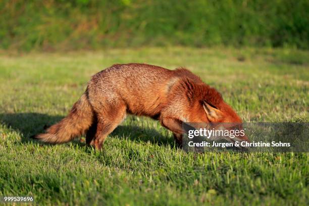 red fox (vulpes vulpes), adult, stalking, surrey, england, united kingdom - jurgen stockfoto's en -beelden