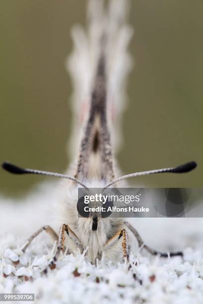 apollo butterfly (parnassius apollo), bavaria, germany - pages of president george washingtons first inaugural address on in u s capitol building stockfoto's en -beelden