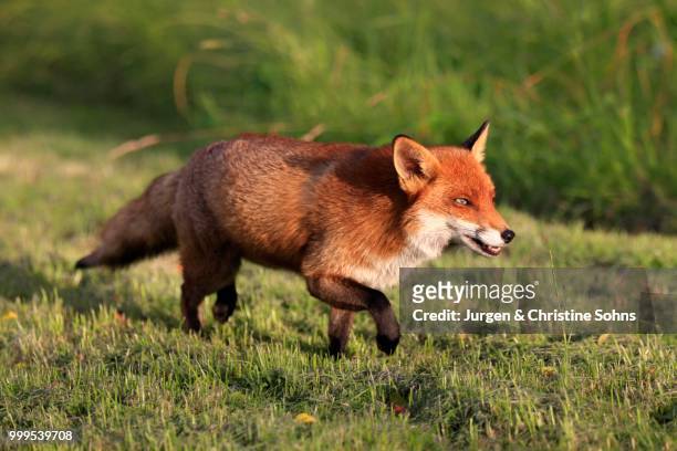 red fox (vulpes vulpes), adult, stalking, surrey, england, united kingdom - jurgen stock pictures, royalty-free photos & images