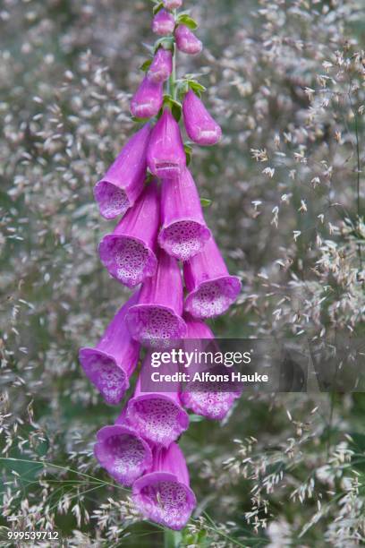 foxglove (digitalis purpurea), baden-wuerttemberg, germany - inflorescence stock pictures, royalty-free photos & images