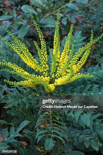 flowering mahonia (mahonia japonica) - inflorescence stock pictures, royalty-free photos & images
