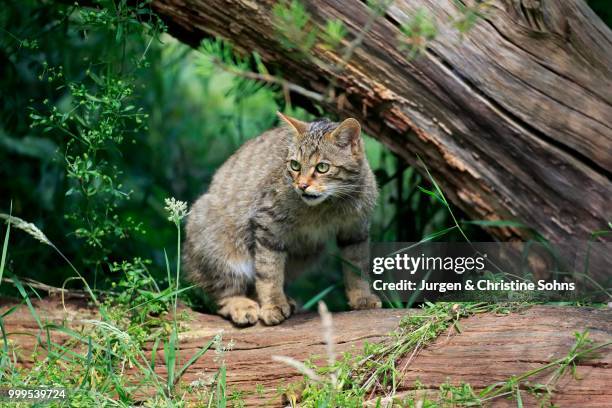 european wildcat (felis silvestris silvestris), adult, alert, surrey, england, united kingdom - europäische wildkatze stock-fotos und bilder