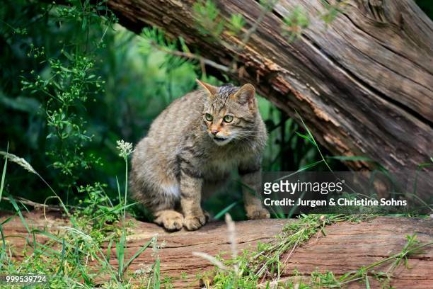 european wildcat (felis silvestris silvestris), adult, alert, surrey, england, united kingdom - jurgen stockfoto's en -beelden