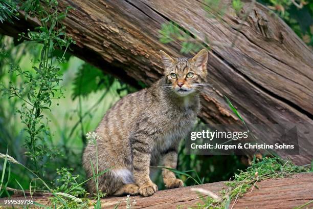 european wildcat (felis silvestris silvestris), adult, alert, surrey, england, united kingdom - jurgen stock pictures, royalty-free photos & images