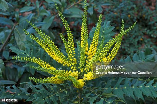 flowering mahonia (mahonia japonica) - inflorescence stock pictures, royalty-free photos & images
