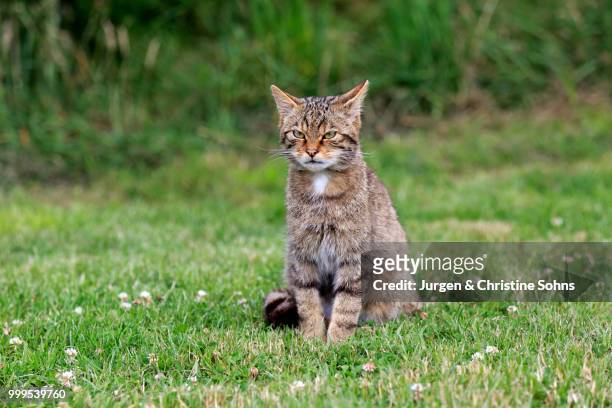 european wildcat (felis silvestris silvestris), adult, surrey, england, united kingdom - jurgen stockfoto's en -beelden