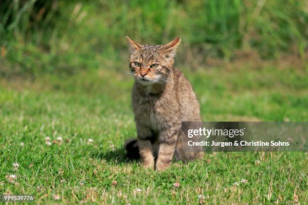 european wildcat (felis silvestris silvestris), adult, surrey, england, united kingdom - jurgen stock pictures, royalty-free photos & images