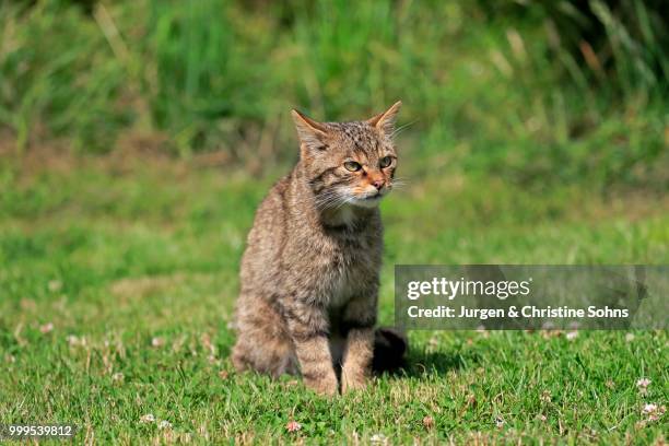 european wildcat (felis silvestris silvestris), adult, surrey, england, united kingdom - jurgen stockfoto's en -beelden