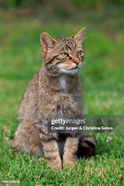 european wildcat (felis silvestris silvestris), adult, surrey, england, united kingdom - europäische wildkatze stock-fotos und bilder