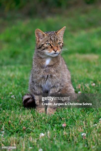 european wildcat (felis silvestris silvestris), adult, surrey, england, united kingdom - europäische wildkatze stock-fotos und bilder