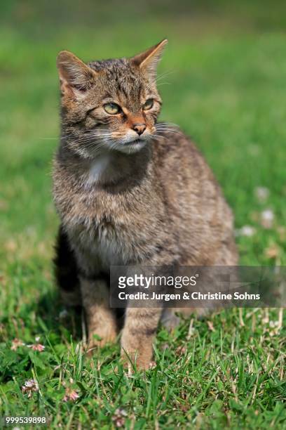 european wildcat (felis silvestris silvestris), adult, surrey, england, united kingdom - jurgen stock pictures, royalty-free photos & images