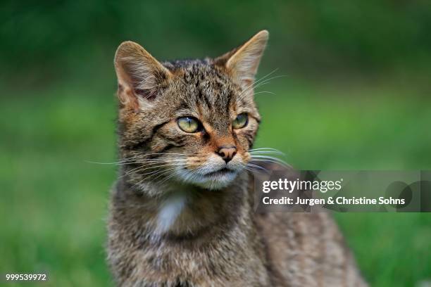 european wildcat (felis silvestris silvestris), adult, surrey, england, united kingdom - jurgen stock pictures, royalty-free photos & images