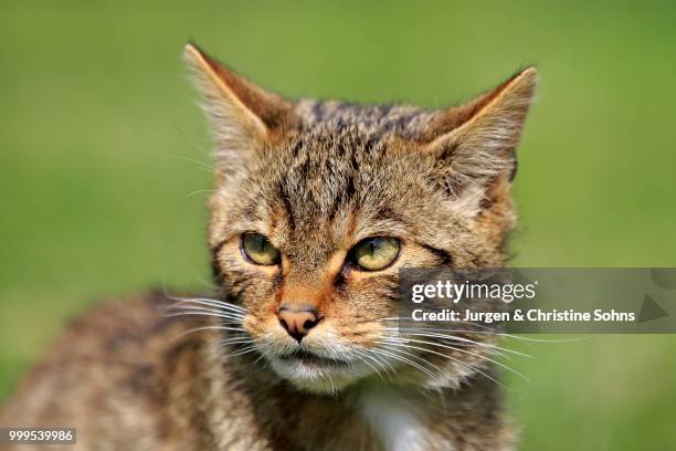 european wildcat (felis silvestris silvestris), adult, surrey, england, united kingdom - jurgen stock pictures, royalty-free photos & images