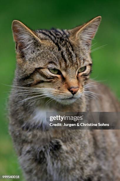 european wildcat (felis silvestris silvestris), adult, surrey, england, united kingdom - jurgen stockfoto's en -beelden