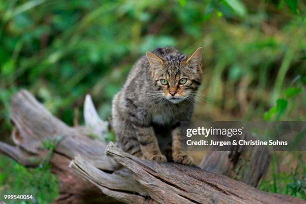 european wildcat (felis silvestris silvestris), adult, alert, surrey, england, united kingdom - jurgen stockfoto's en -beelden