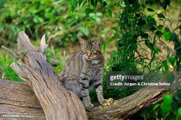 european wildcat (felis silvestris silvestris), adult, surrey, england, united kingdom - jurgen stock pictures, royalty-free photos & images