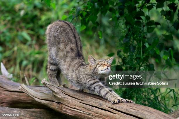 european wildcat (felis silvestris silvestris), adult, stretching, surrey, england, united kingdom - jurgen stockfoto's en -beelden