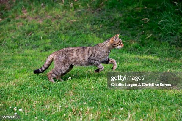 european wildcat (felis silvestris silvestris), adult, jumping, surrey, united kingdom - europäische wildkatze stock-fotos und bilder