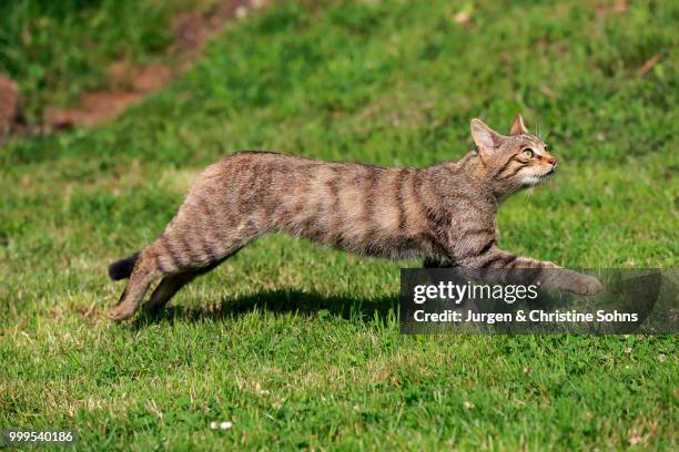 european wildcat (felis silvestris silvestris), adult, jumping, surrey, united kingdom - jurgen stockfoto's en -beelden