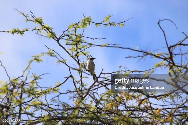 galapagos mockingbird on isabella island - jacqueline stock-fotos und bilder