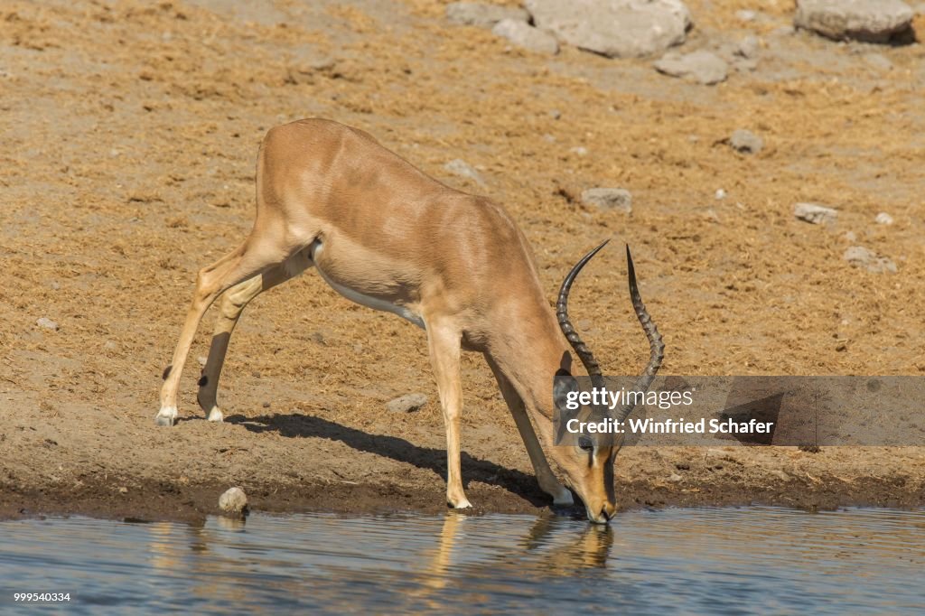 Black-faced Impala (Aepyceros melampus petersi), male, drinking at a waterhole, Etosha National Park, Namibia