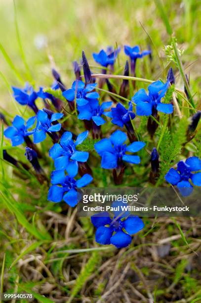 spring gentian (gentiana verna), bernese alps, switzerland - lisianthus stock pictures, royalty-free photos & images