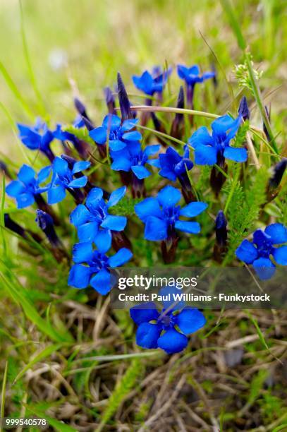 spring gentian (gentiana verna), bernese alps, switzerland - lisianthus bildbanksfoton och bilder