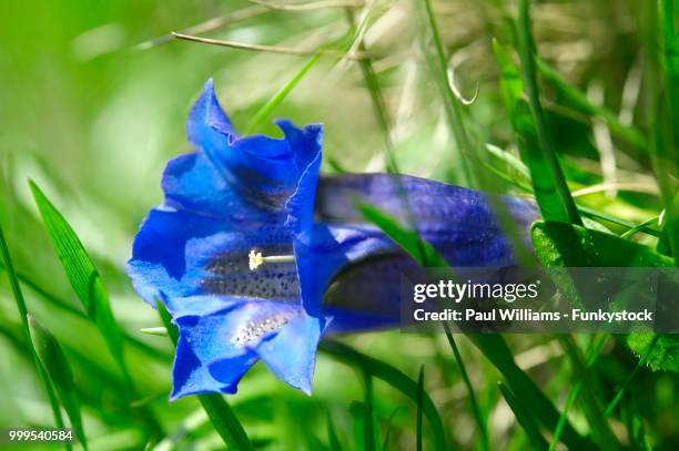 clusius gentian (gentiana clusii), swiss alps, switzerland - lisianthus stock pictures, royalty-free photos & images