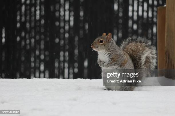 squirrel - pike stock-fotos und bilder