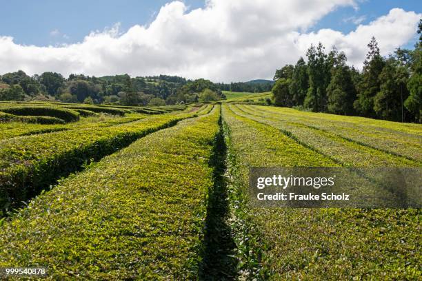 tea plantation, cha gorreana, maia, sao miguel, azores, portugal - maia fotografías e imágenes de stock