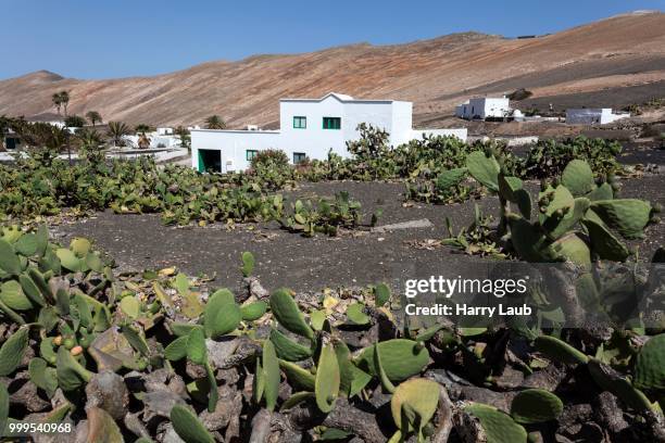 cacti field, opuntia cacti (opuntia), buildings of femes and the los ajaches mountains at the back, lanzarote, canary islands, spain - laub stockfoto's en -beelden