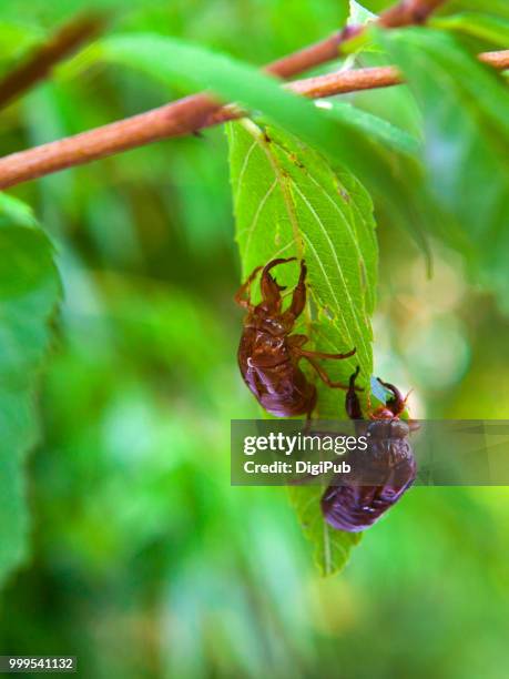 cicada husk - schnabelkerfe stock-fotos und bilder