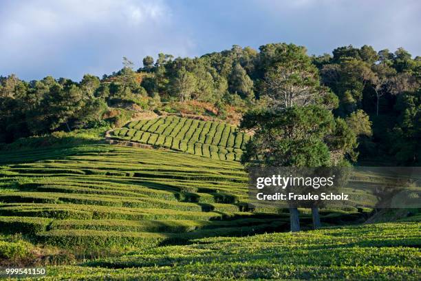 tea plantation, cha gorreana, maia, sao miguel, azores, portugal - maia fotografías e imágenes de stock