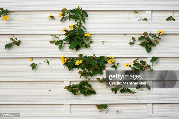 black-eyed susan (thunbergia alata), germany - inflorescence stock pictures, royalty-free photos & images