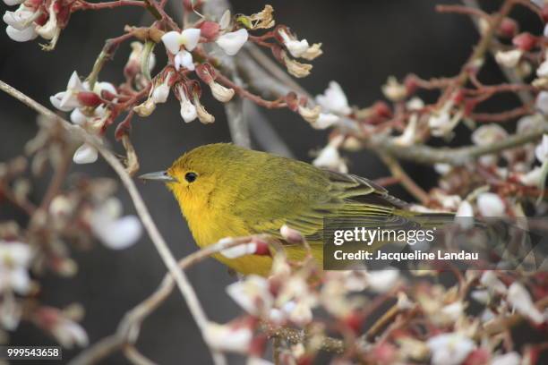 yellow warbler - san cristobal island - jacqueline stock-fotos und bilder