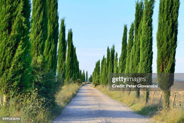 road lined with cypress trees in the crete senesi, province of siena, tuscany, italy - siena province - fotografias e filmes do acervo