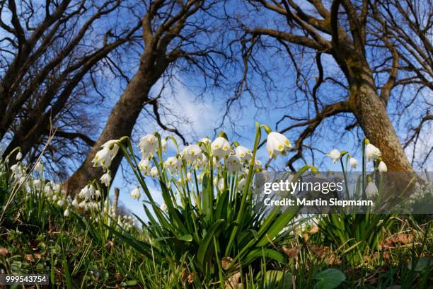 spring snowflake (leucojum vernum), eurasburg, upper bavaria, bavaria, germany - inflorescence stock pictures, royalty-free photos & images
