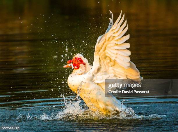 muscovy duck splash - muscovy duck stock pictures, royalty-free photos & images